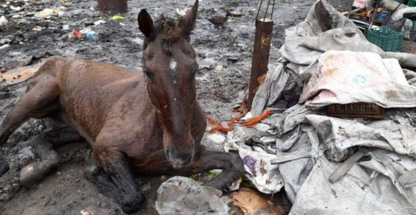 pn-CABALLO EN MAL ESTADOn